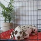 🔥Prémium újrafelhasználható, balesetbiztos kutyapárnák🐾 (cica és egyéb háziállatok)