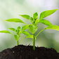 🌱 Mutatóval ellátott 3 az 1-ben talajtesztelő – pH-érték, nedvességtartalom és fényerősség mérésére alkalmas 🌿