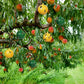 【🎉Vásároljon 5et kapjon 5et】Lógó Környezetvédelmi Gyümölcslégy csapdák ragadós csapdák